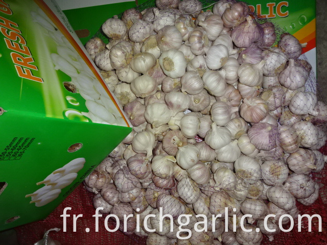 High Quality Normal Garlic 2019